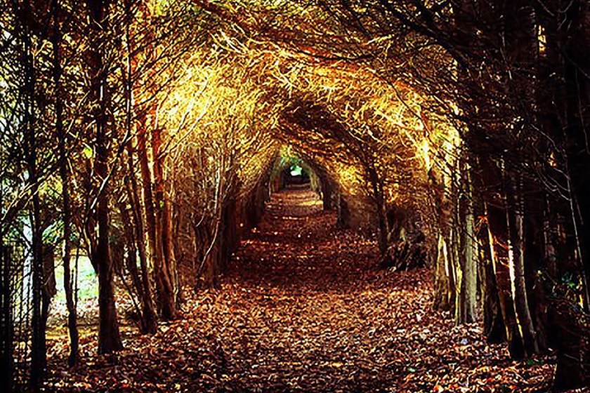 ShadowsTranquil_Wander